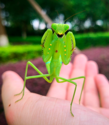 Praying Mantis for sale — Mantis Universe